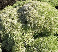 Thundercloud Sedum
