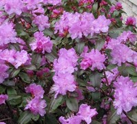 P J M Rhododendron