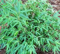 Green Panda Bamboo