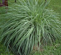Lemon Grass