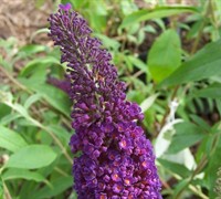 Black Knight Butterfly Bush