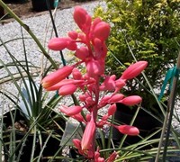 Red Yucca